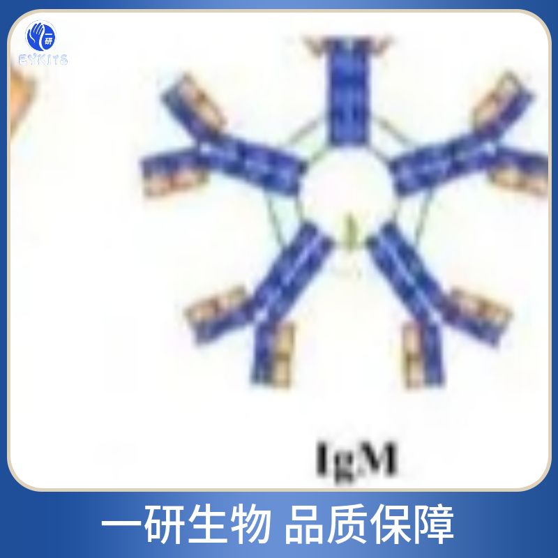 丝氨酸/苏氨酸SRP75抗体