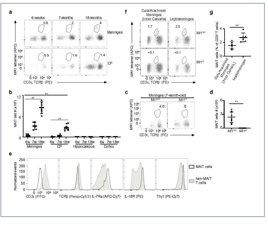 《Nature Immunology》发表研究成果：MAIT细胞通过抵抗氧化损伤保护脑膜屏障完整性和大脑认知功能
