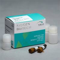 双荧光素酶报告基因检测试剂盒