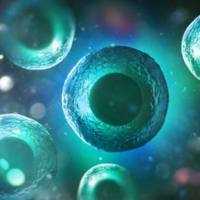 免疫受体稳定细胞系构建服务