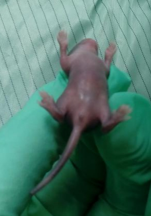 实验小鼠科研“铲屎官”常用三种小鼠模型编号方法