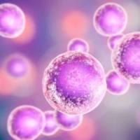 稳定细胞系构建服务