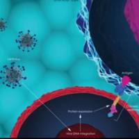 非整合型慢病毒包装服务