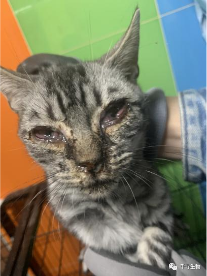 6株猫疱疹病毒单抗