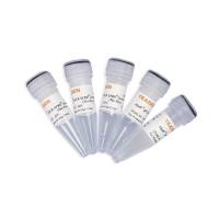 2×实时定量PCR扩增预混液 qPCR SYBR Green Master Mix(No Rox)