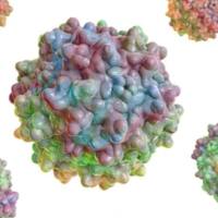 腺相关病毒（AAV）包装服务