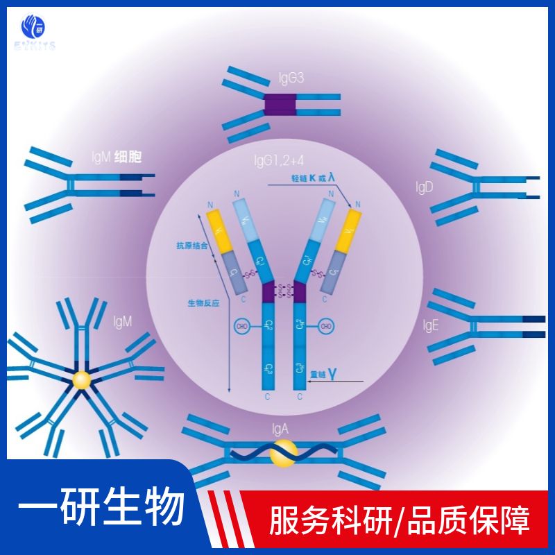 Histone H3.3重组兔单克隆抗体