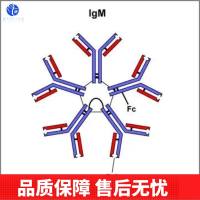 G蛋白偶联受体GPR177蛋白抗体
