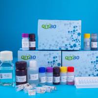 Annexin V-FITC 细胞凋亡检测试剂盒