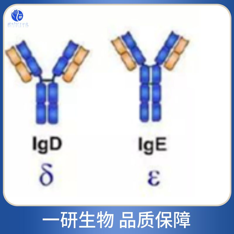 同源盒蛋白D12抗体