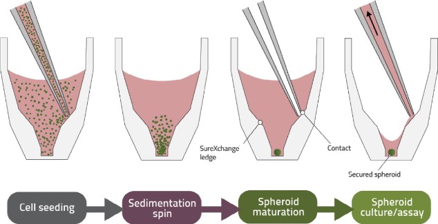 InSphero 3D微球培养板助力实体瘤细胞微球与免疫细胞共培养