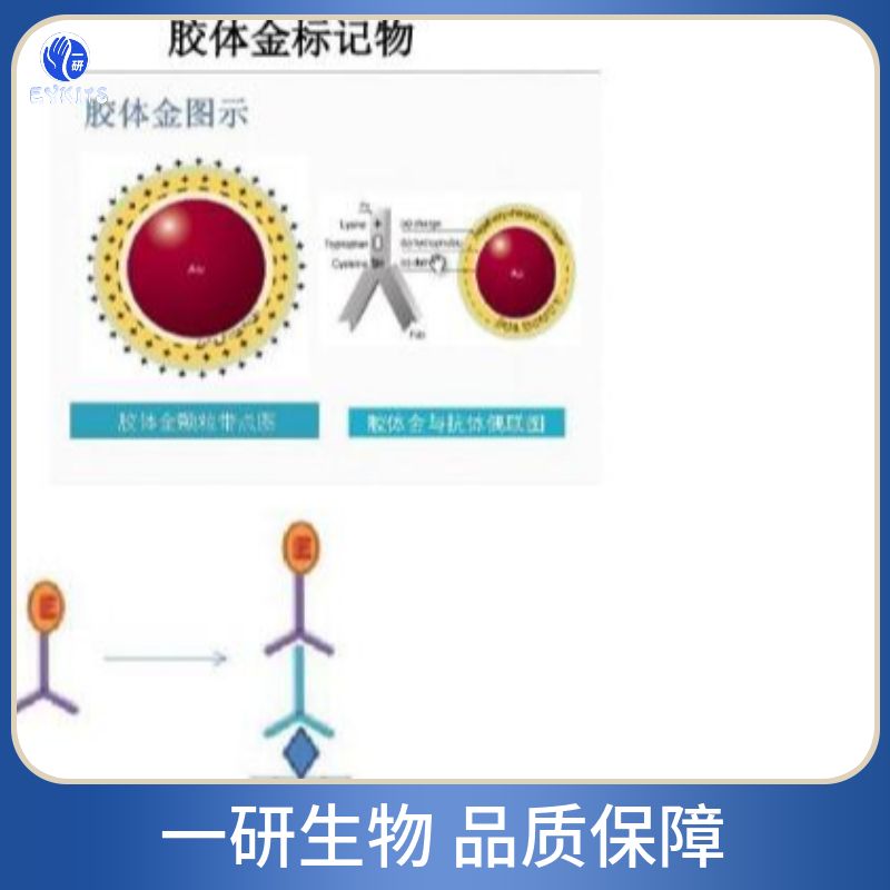 肾损伤分子1/甲型肝炎病毒细胞受体1抗体