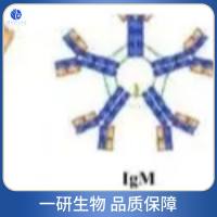 Smad蛋白相互作用蛋白1抗体