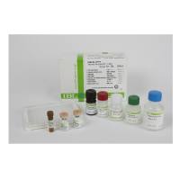 IBL-America JP27711β淀粉样蛋白片段 (X-42) 酶免检测试剂盒， AMYLOID BETA (1-42) AΒ