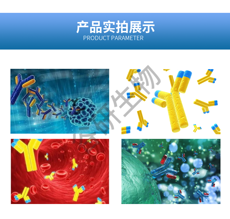 Rabbit Anti-Human IgG F(ab')₂ 