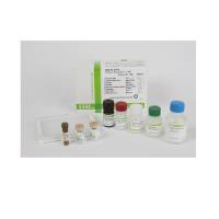 IBL-America JP27713β淀粉样蛋白片段 (X-40) 酶免检测试剂盒，AMYLOID BETA (1-40) AΒ