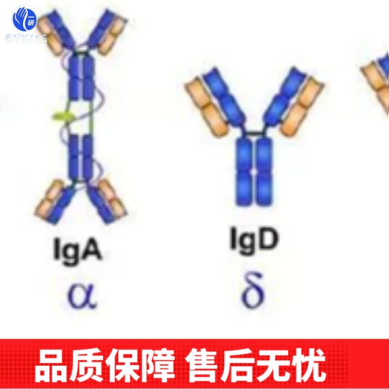 同源异型盒基因HOXA13抗体