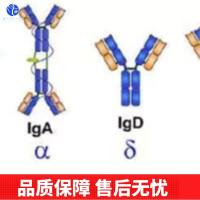 同源异型盒基因HOXA13抗体