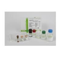 IBL-America JP27716βAMYLOID BETA (N3PE) AΒ，淀粉样蛋白片段(N3PE-42) 酶免检测试剂盒