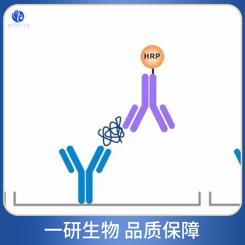FKBP51重组兔单克隆抗体产品图