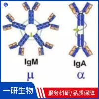 G蛋白偶联嘌呤受体p2y9抗体