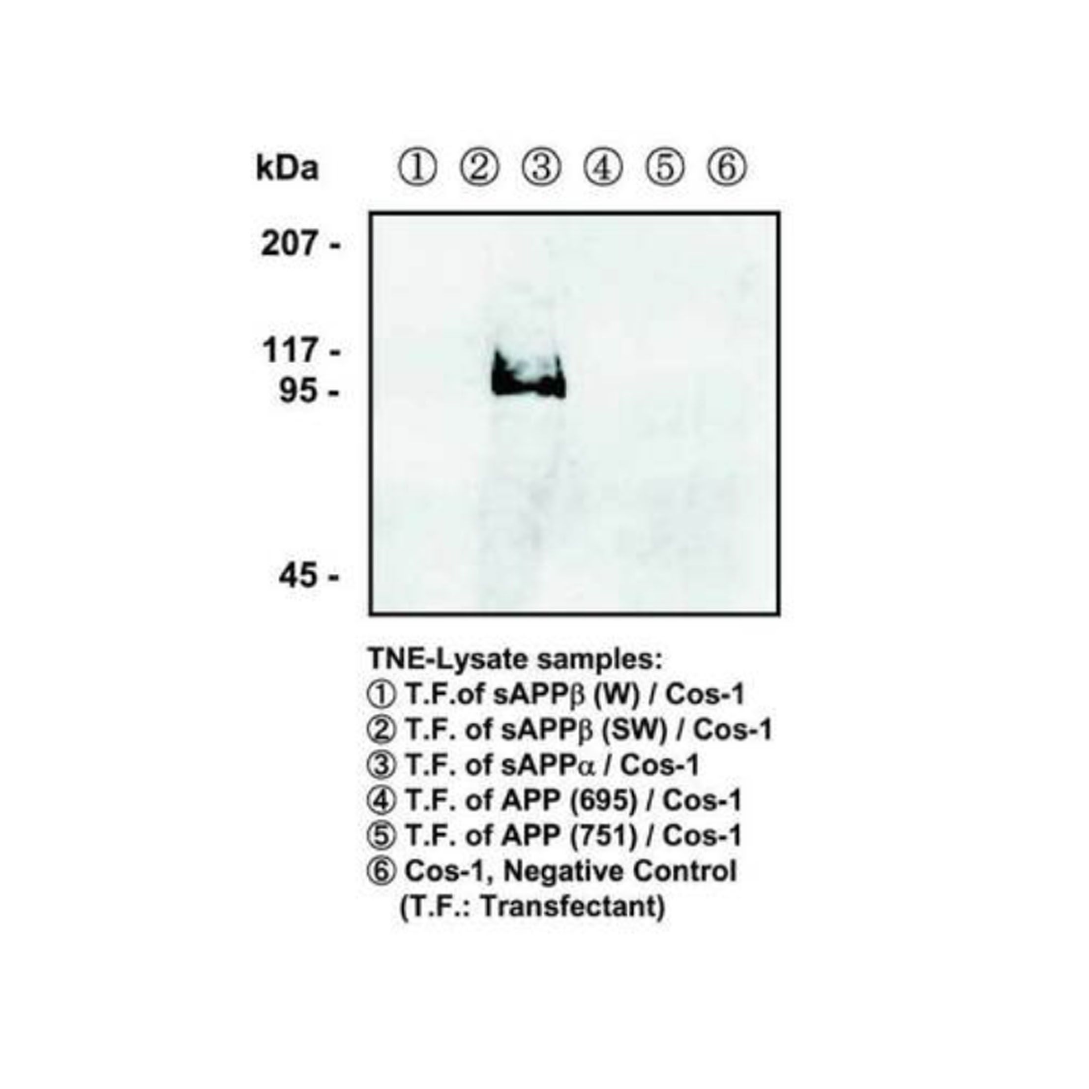 IBL-America JP11088 SAPPΑ (2B3) ANTI-HUMAN MOUSE IGG MOAB，SAPPΑ（2B3）抗人鼠IGG-MOAB