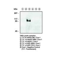 IBL-America JP11088 SAPPΑ (2B3) ANTI-HUMAN MOUSE IGG MOAB，SAPPΑ（2B3）抗人鼠IGG-MOAB