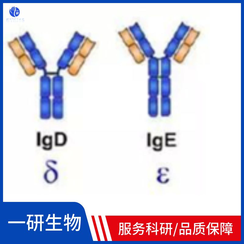 毒蕈碱型乙酰胆碱受体M2抗体