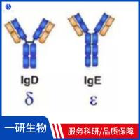毒蕈碱型乙酰胆碱受体M2抗体