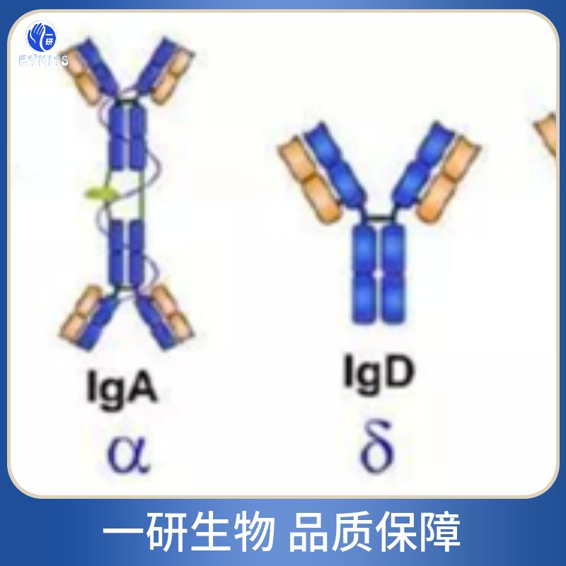 细胞分裂周期蛋白5样蛋白抗体