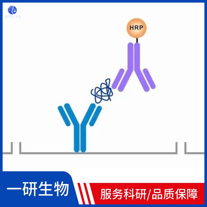 海棠(植物) 14-3-3蛋白抗体
