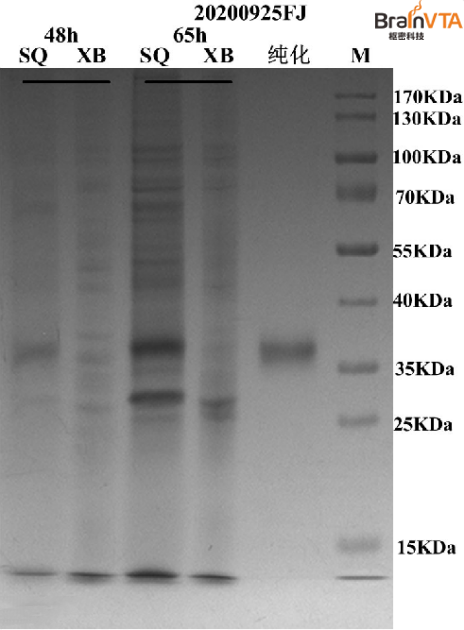 杆状病毒 Baculoviurs
