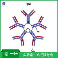 三磷酸腺苷受体受体P2X1抗体