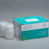 考马斯亮蓝蛋白快速染色液