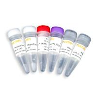 Hifair II cDNA第一链合成试剂盒(反转录试剂盒)