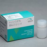 蛋白质考马斯亮蓝(R-250)染色检测试剂盒