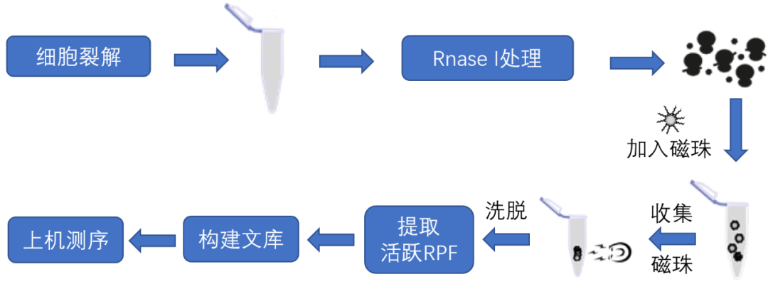 Active Ribo-seq:活跃翻译组测序技术