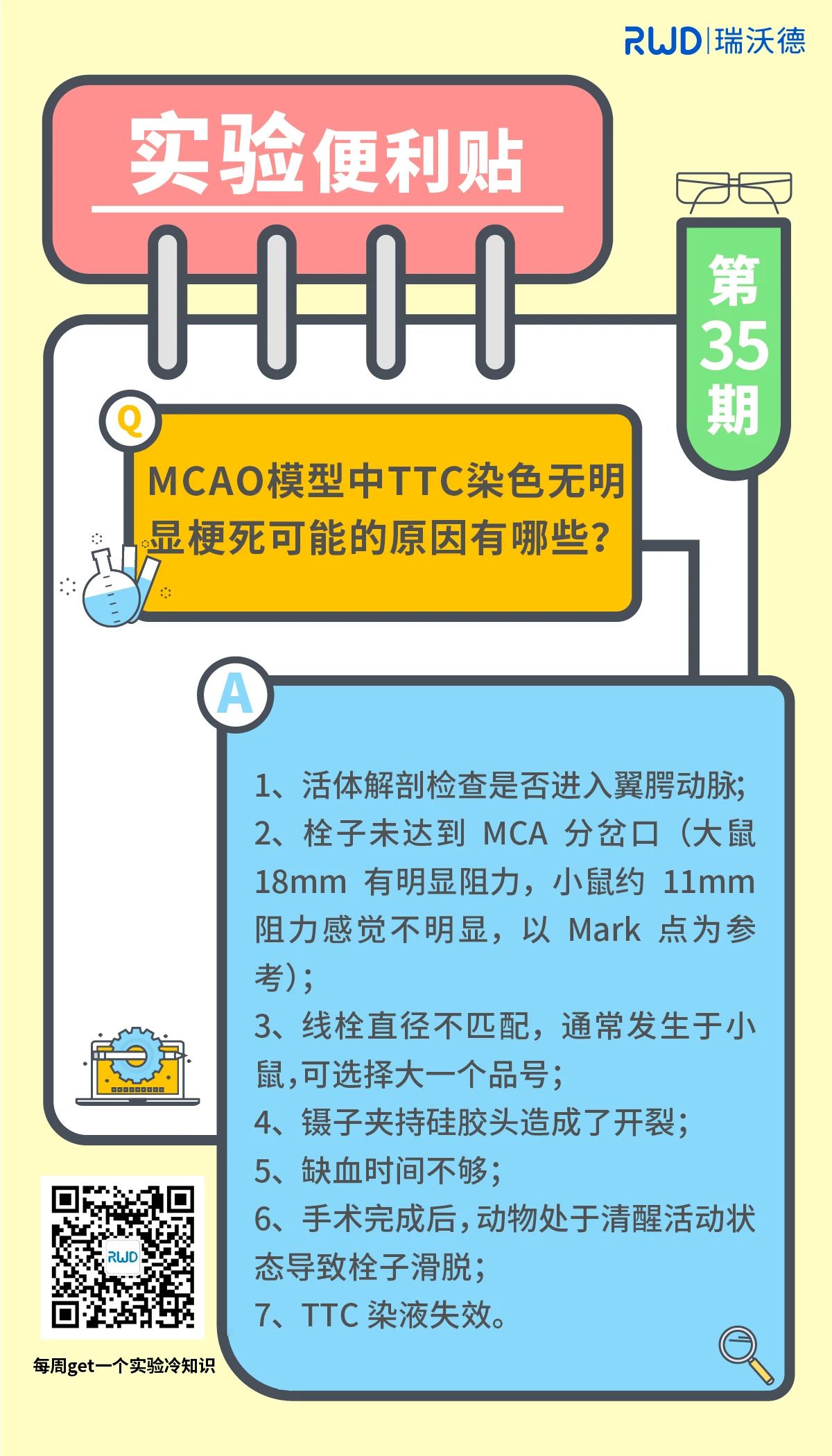 MCAO模型中TTC染色无明显梗死可能的原因有哪些？