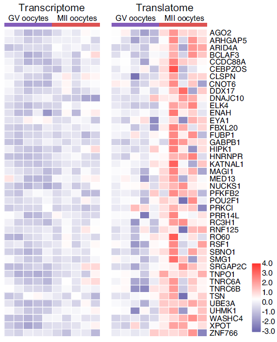 Active Ribo-seq:活跃翻译组测序技术