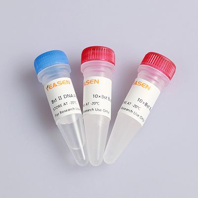 Hieff® Bst Plus DNA Polymerase (40 U/μL)