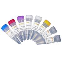 反转录/逆转录试剂盒(含gDNA去除) Hifair® III 1st Strand cDNA