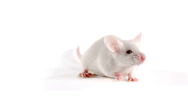 大鼠大肠癌模型