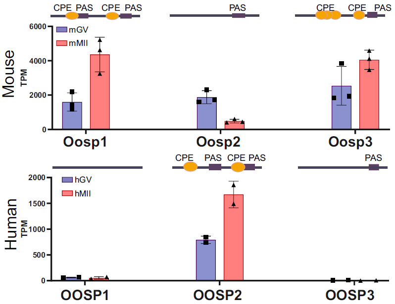 Active Ribo-seq:活跃翻译组测序技术