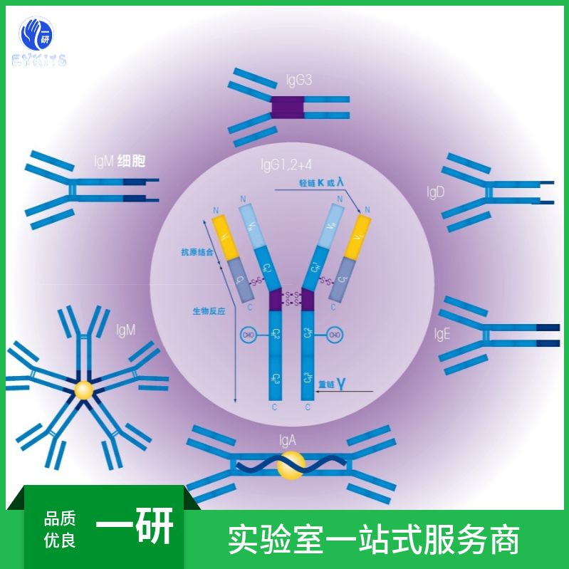 细胞角蛋白4重组兔单克隆抗体