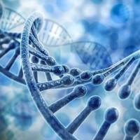 【蛋白质组服务】Western Blot蛋白免疫