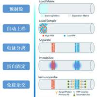 全自动Digital Western Blot蛋白表达分析