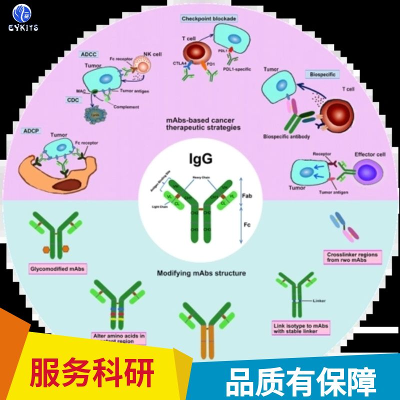 细胞角蛋白13抗体