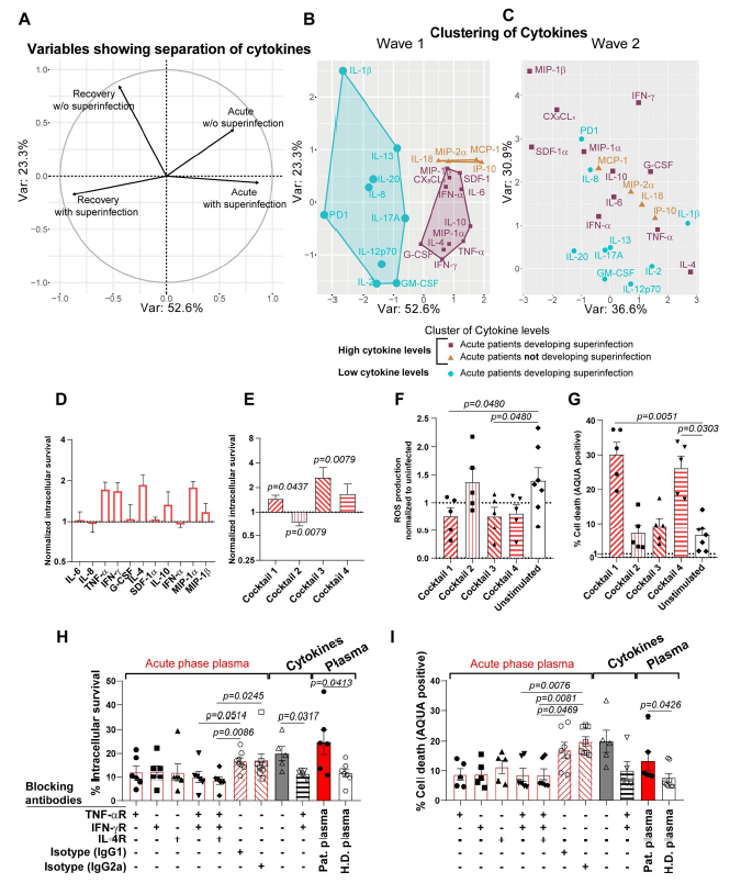 4D蛋白质组--在COVID-19中，过度炎症环境导致骨髓细胞效应反应功能失调
