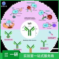 G蛋白结合蛋白α16/Gα16抗体