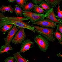 细胞功能研究平台